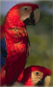 Guacamayas